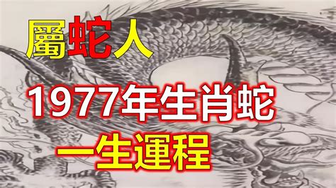 1977年屬什麼生肖|關於1977年「生肖屬蛇人」，這一生命運如何？